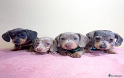 Miniature Dachshund dogs for sale: Miniature dachshund puppies  - Image 1