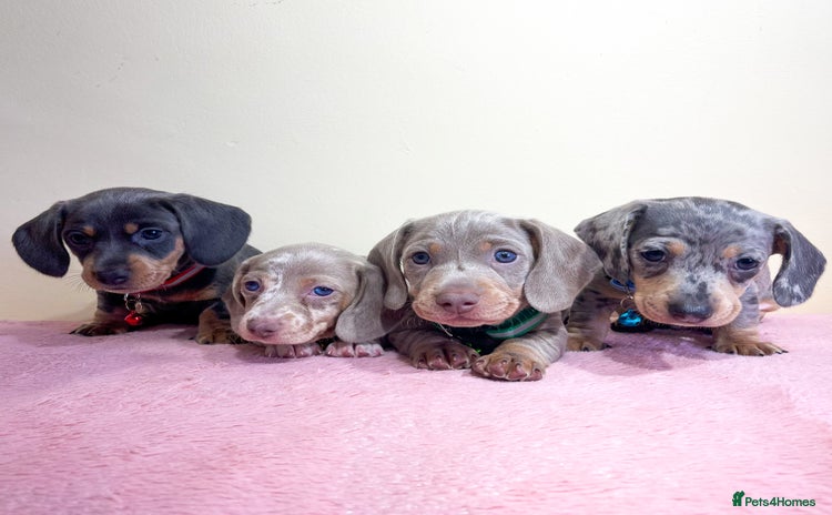 Miniature Dachshund dogs - Advert 1