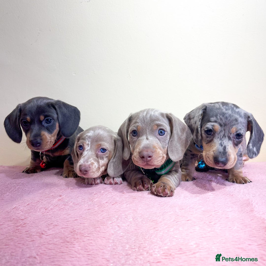 Miniature Dachshund dogs for sale: Miniature dachshund puppies  - Image 1