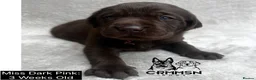 Labrador Retriever dogs for sale: Outstanding, Health Tested, KC Reg, Labrador Pups - Advert 18