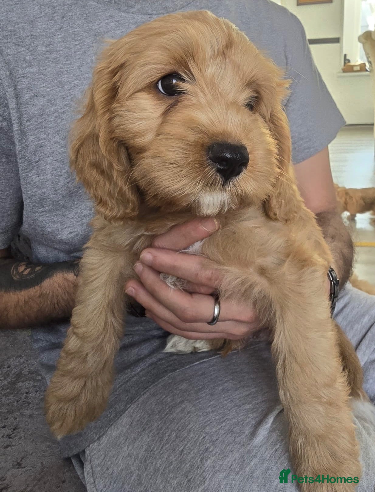 Cavapoo dogs Cavapoos F1  puppies for sale  - Advert 18