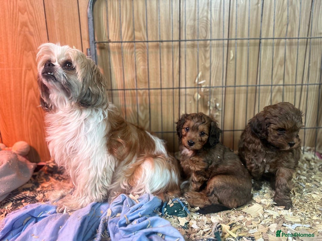 Shihpoo dogs for sale: Brother and sister allReady bags packed 🐶🐶 - Advert 8