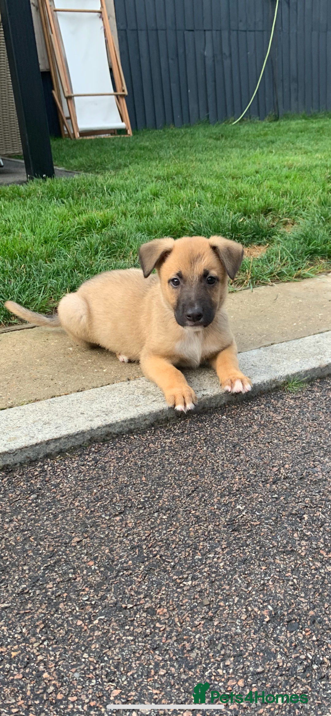 Mixed Breed dogs for sale: German shepherd hybrid for sale - Image 2