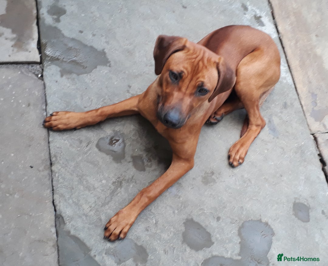 Rhodesian Ridgeback dogs for sale: Beautiful Kc Registered  - Image 4