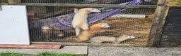 Ferret rodents for sale: Young Ferrets 14+ weeks  in Yelverton - Advert 12