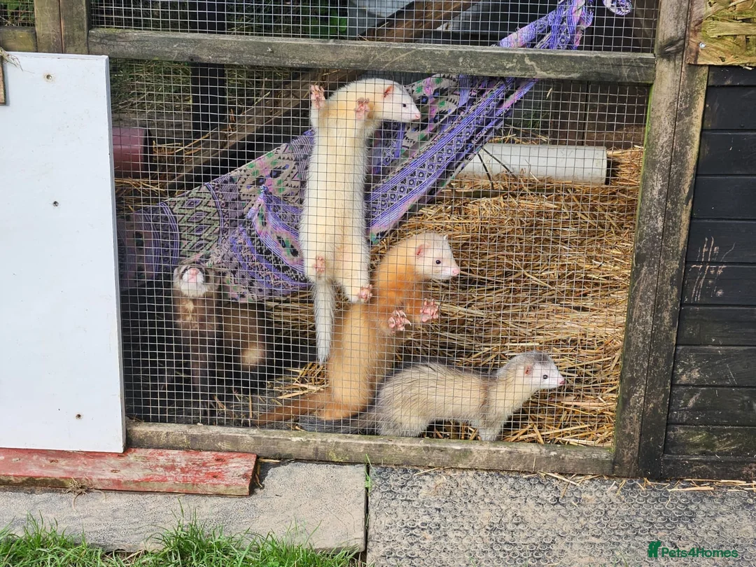 Ferret rodents for sale: Young Ferrets 14+ weeks  in Yelverton - Advert 12