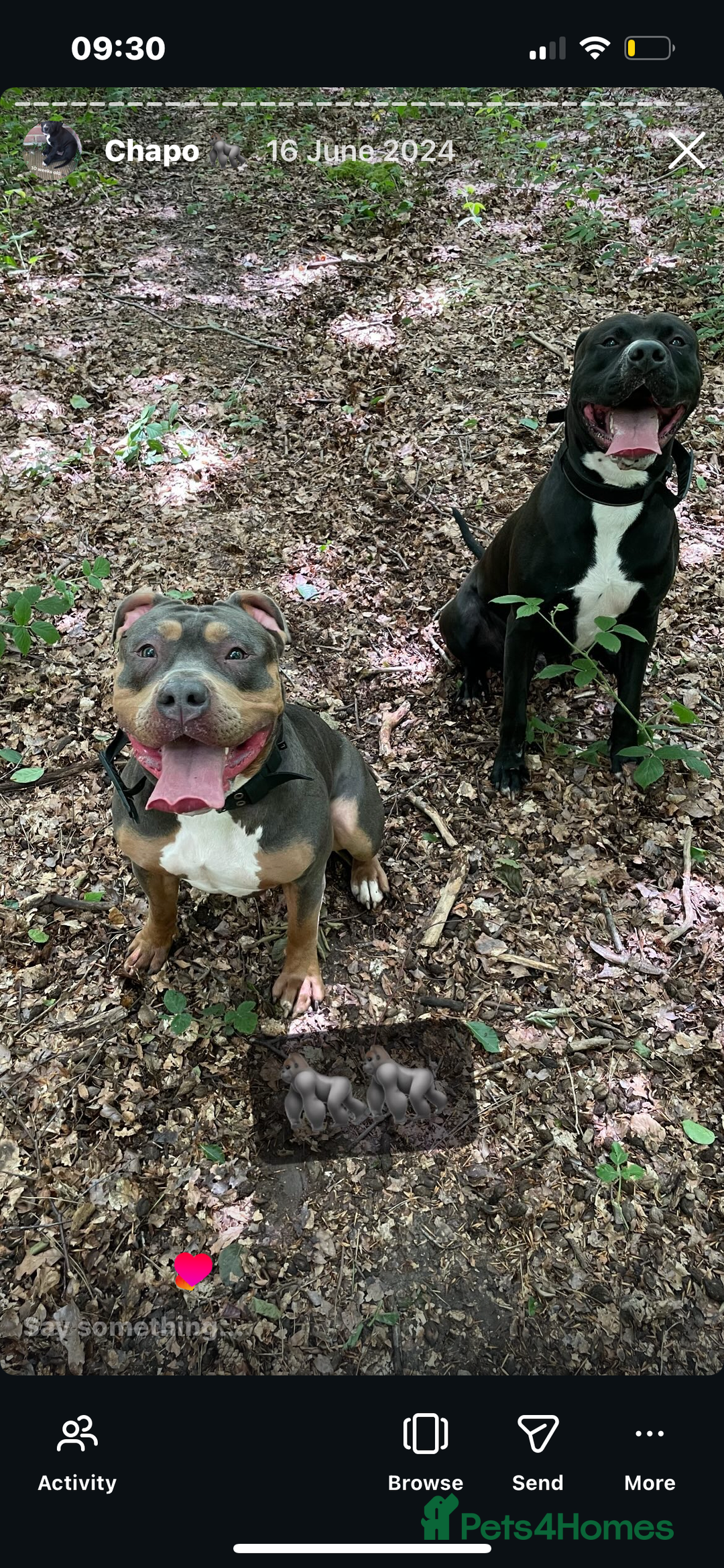 Mixed Breed dogs for sale: American bulldog x bully staff - Advert 1