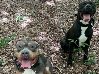 Mixed Breed dogs American bulldog x bully staff - Advert 5