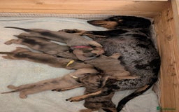 Miniature Dachshund dogs for sale: Three Sausages Left!! 🩷🩷🩵 - Image 6