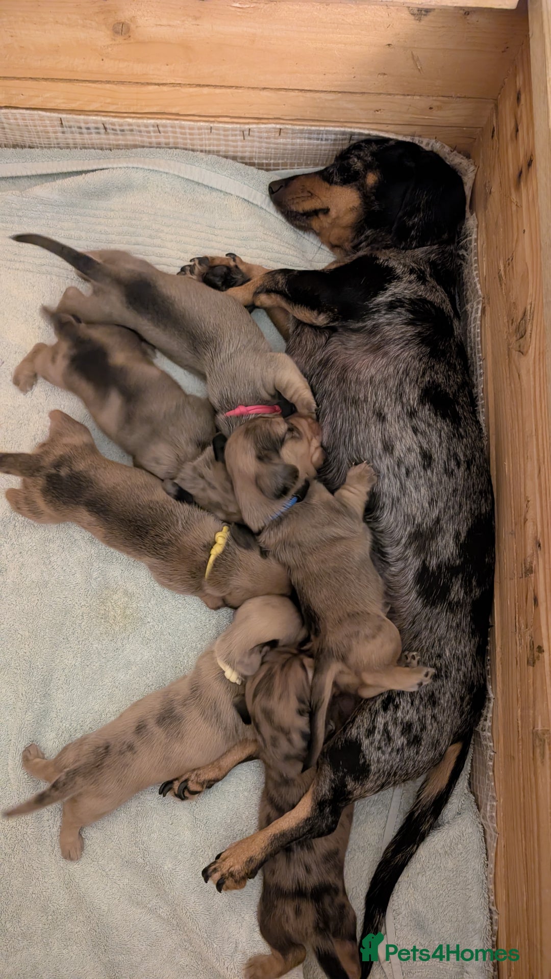 Miniature Dachshund dogs for sale: Three Sausages Left!! 🩷🩷🩵 - Image 6