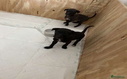Italian Greyhound dogs for sale: **For Sale: Adorable Italian Greyhound Puppies!** - Image 6