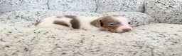 Miniature Dachshund dogs for sale: KC short haired and long haired puppies  - Advert 5