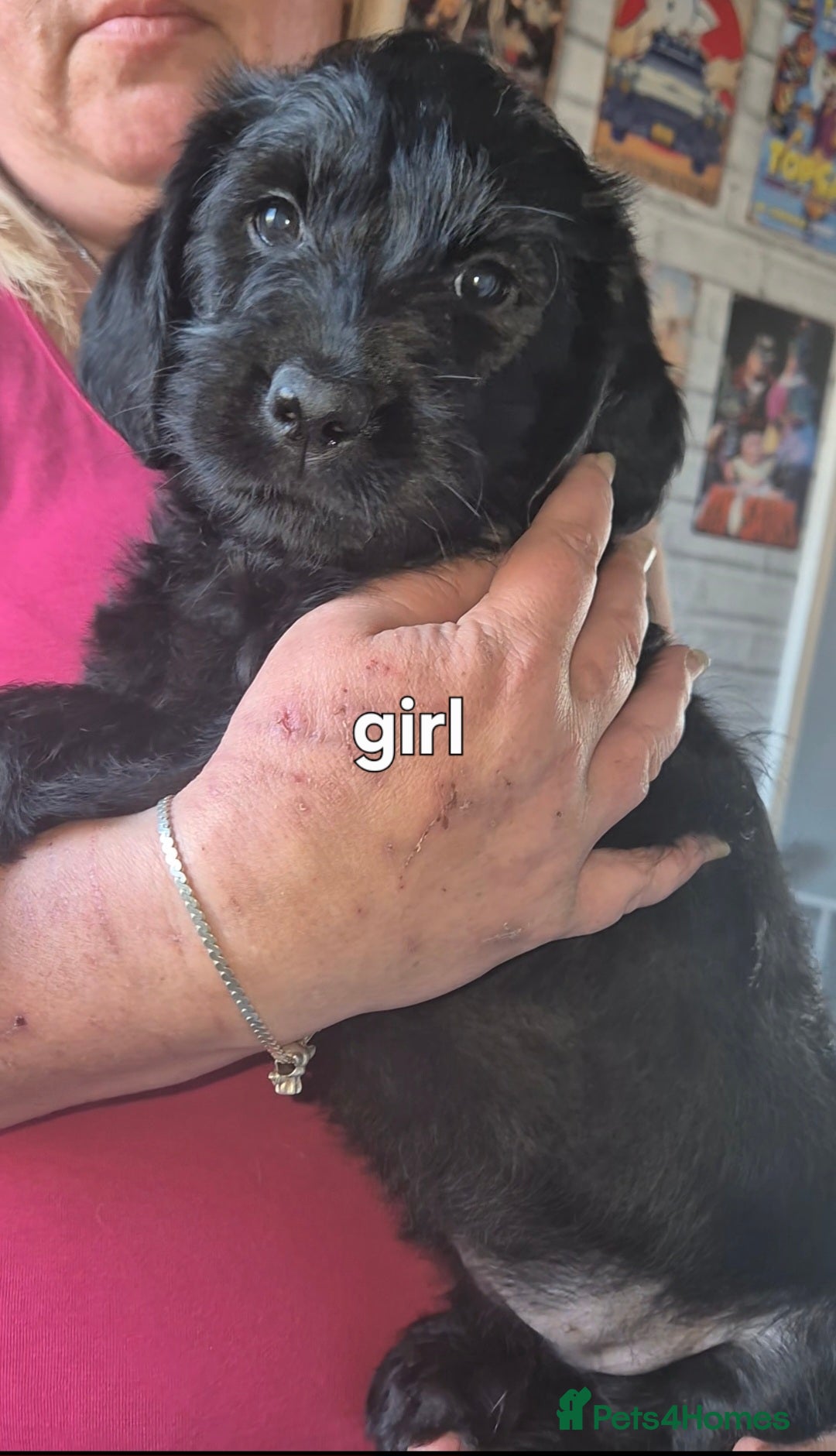 Labradoodle dogs labradoodle puppies ready for their new homes - Advert 6