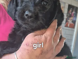 Labradoodle dogs labradoodle puppies ready for their new homes - Advert 4