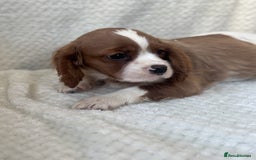 Cavalier King Charles Spaniel dogs for sale: Cavalier King Charles Spaniel Puppies ready now!!! - Image 9
