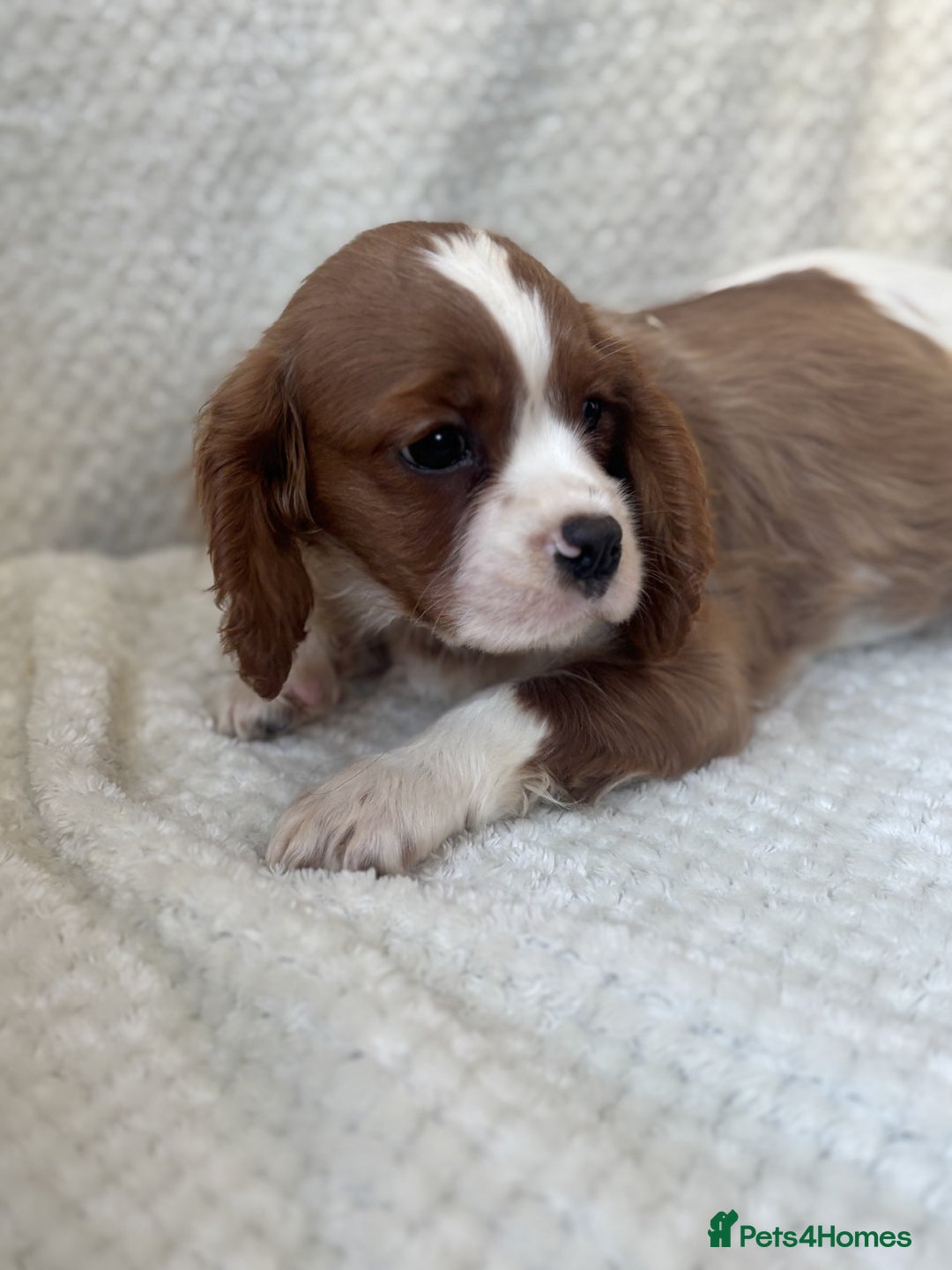 Cavalier King Charles Spaniel dogs for sale: Cavalier King Charles Spaniel Puppies ready now!!! - Image 9