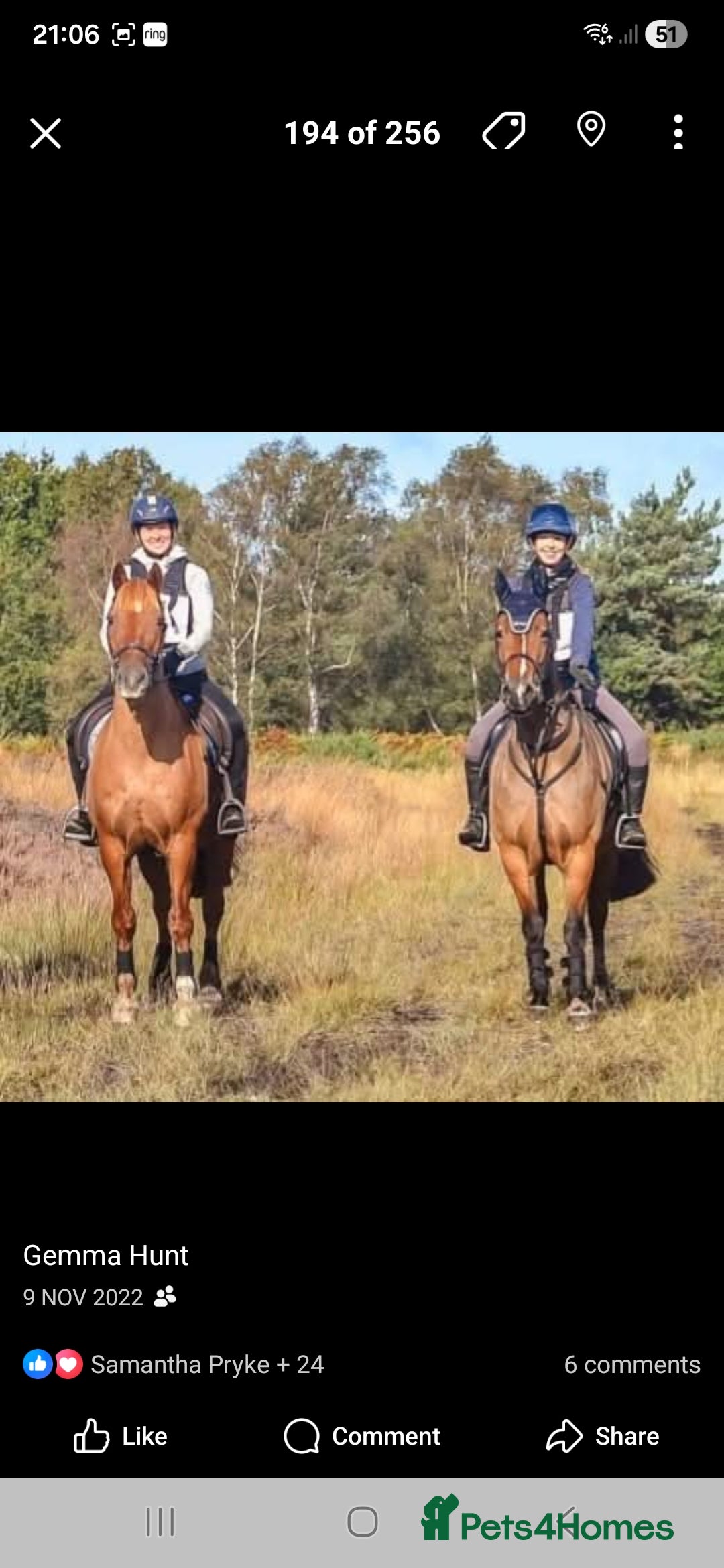 Welsh Section D horses for sale: Welsh D - Advert 10