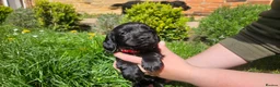Cocker Spaniel dogs for sale: Meet lady's beautiful cocker spaniel puppies in Nottingham - Advert 5