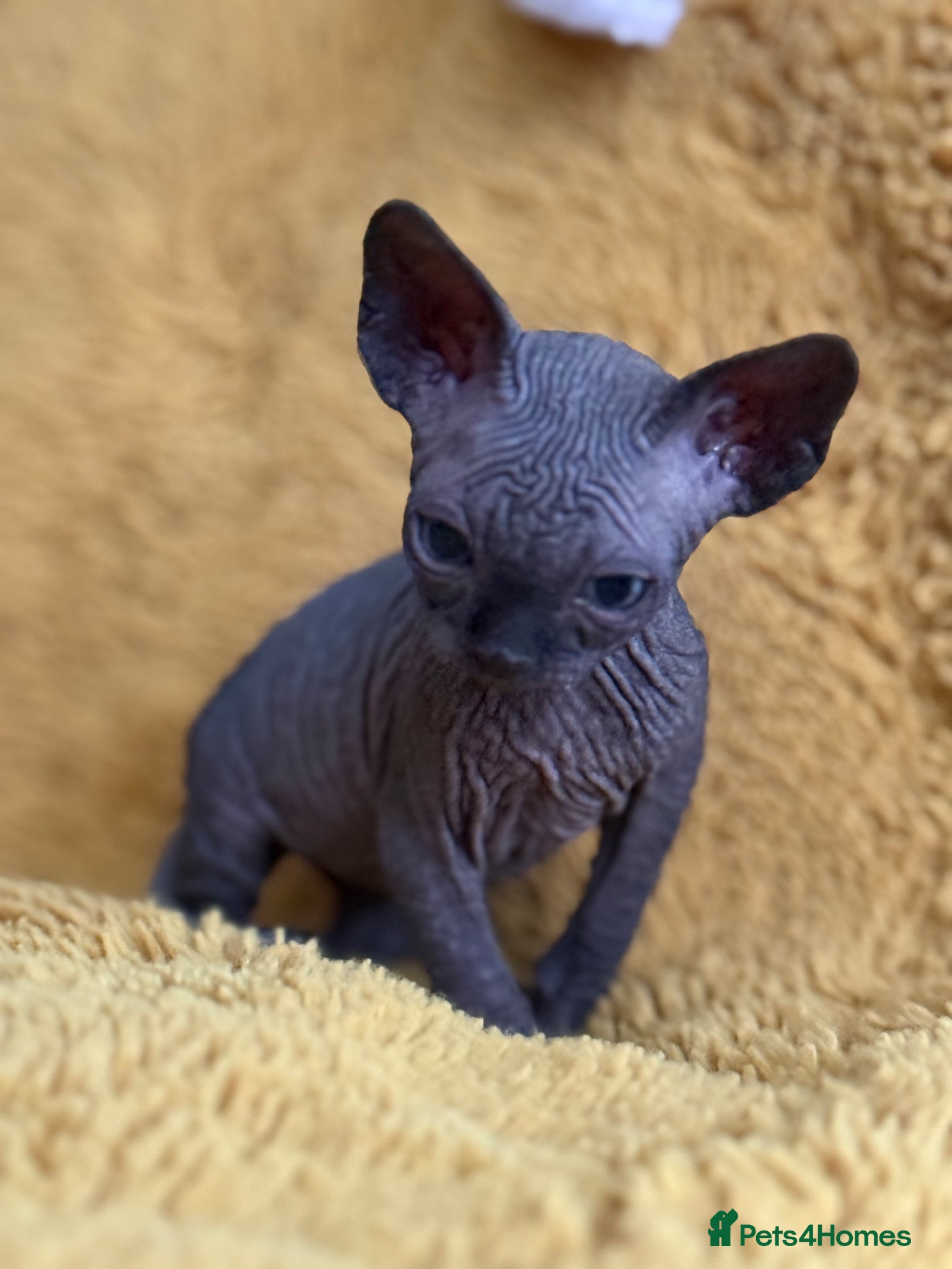 Sphynx cats Handsome Boy Ready Next WK!♥️ - Advert 4