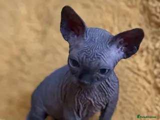 Sphynx cats Handsome Boy Ready Next WK!♥️ - Advert 4