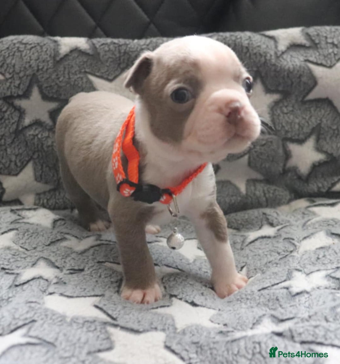 Boston Terrier dogs for sale: Beautiful Boston terrier puppies for sale  - Advert 5