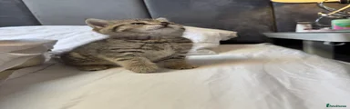 🐱 6 Golden Tabby – Female straight ears
