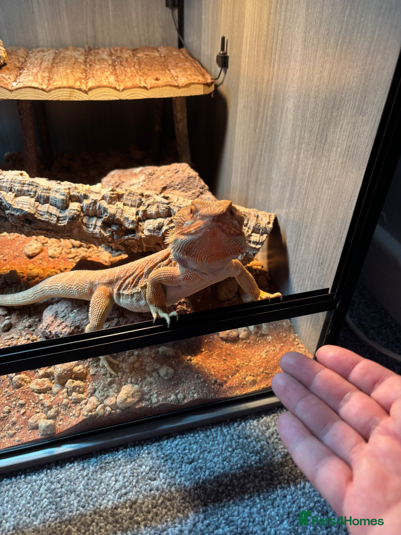 Bearded Dragon reptiles for sale: Friendly 8 Month Old Bearded Dragon - Full Setup - Advert 1