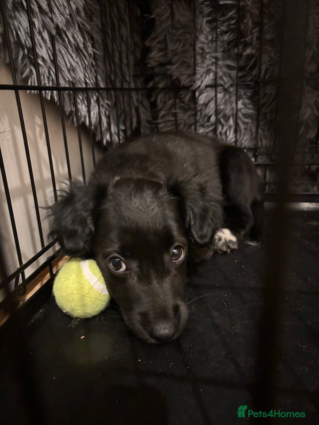 Mixed Breed dogs for sale: Pomeranian x Chihuahua puppies  - Advert 21