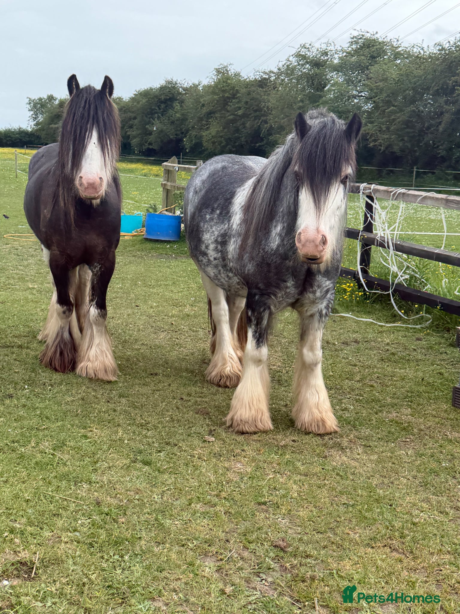 Irish Cob horses for sale: Annie  - Advert 2