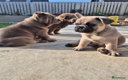 Mixed Breed dogs for sale: Chowxfrenchie Ready for new homes** - Image 22