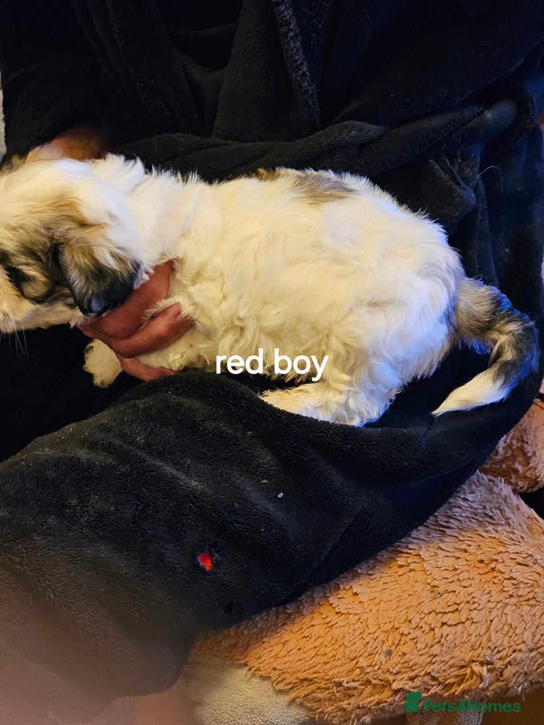 Malshi dogs for sale: GORGEOUS MALSHI PUPPIES AVAILABLE - Advert 10