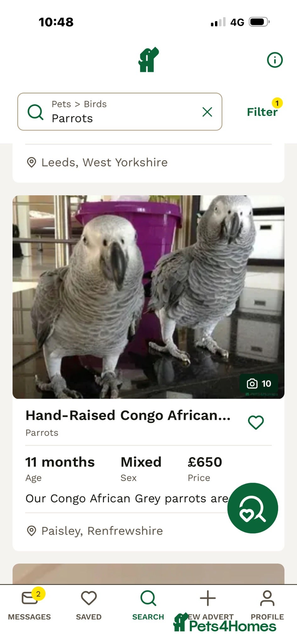 Parrots birds Parrot scammer - Advert 8