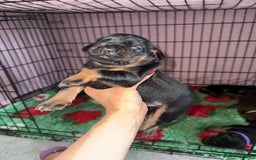 Dobermann dogs for sale: Stunning Top/Best Bloodline Dobermanns For Sale* - Advert 39