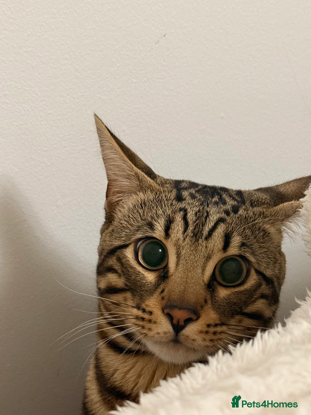 Bengal cats for sale: Apollo - Advert 2