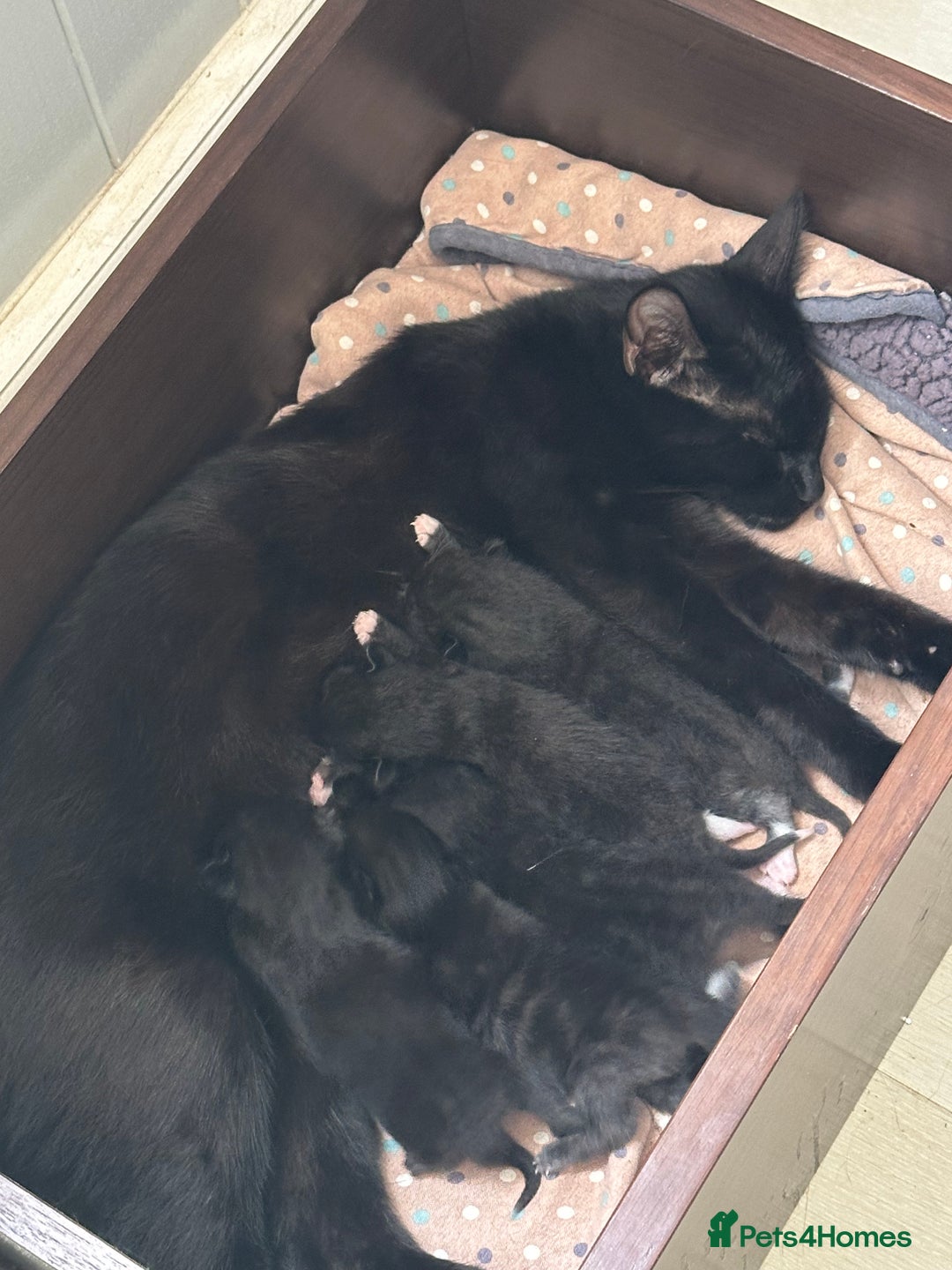 British Shorthair cats for sale: Kittens black/white  - Image 1