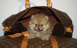 Pomeranian dogs for sale: UK's Best Toy Pomeranian Puppies  - Image 7