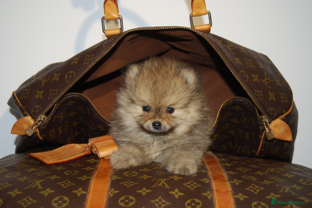 Pomeranian dogs for sale: UK's Best Toy Pomeranian Puppies  - Image 7