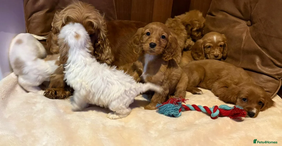 Cockalier dogs for sale: Adorable cockaliers  - Advert 28