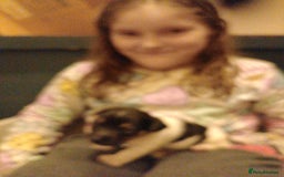 Jack Russell dogs for sale: Jack Russell puppies - Image 8