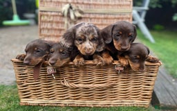 Miniature Dachshund dogs for sale: Miniature dachshund  - Image 1