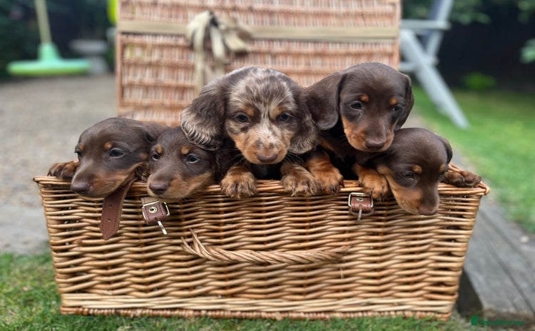 Miniature Dachshund dogs - Advert 1