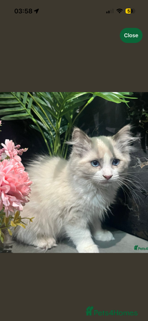 Ragdoll cats - Advert 3