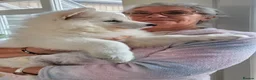 White Swiss Shepherd dogs for sale: Last girl ready now KC registered  WSS in Boston - Advert 8