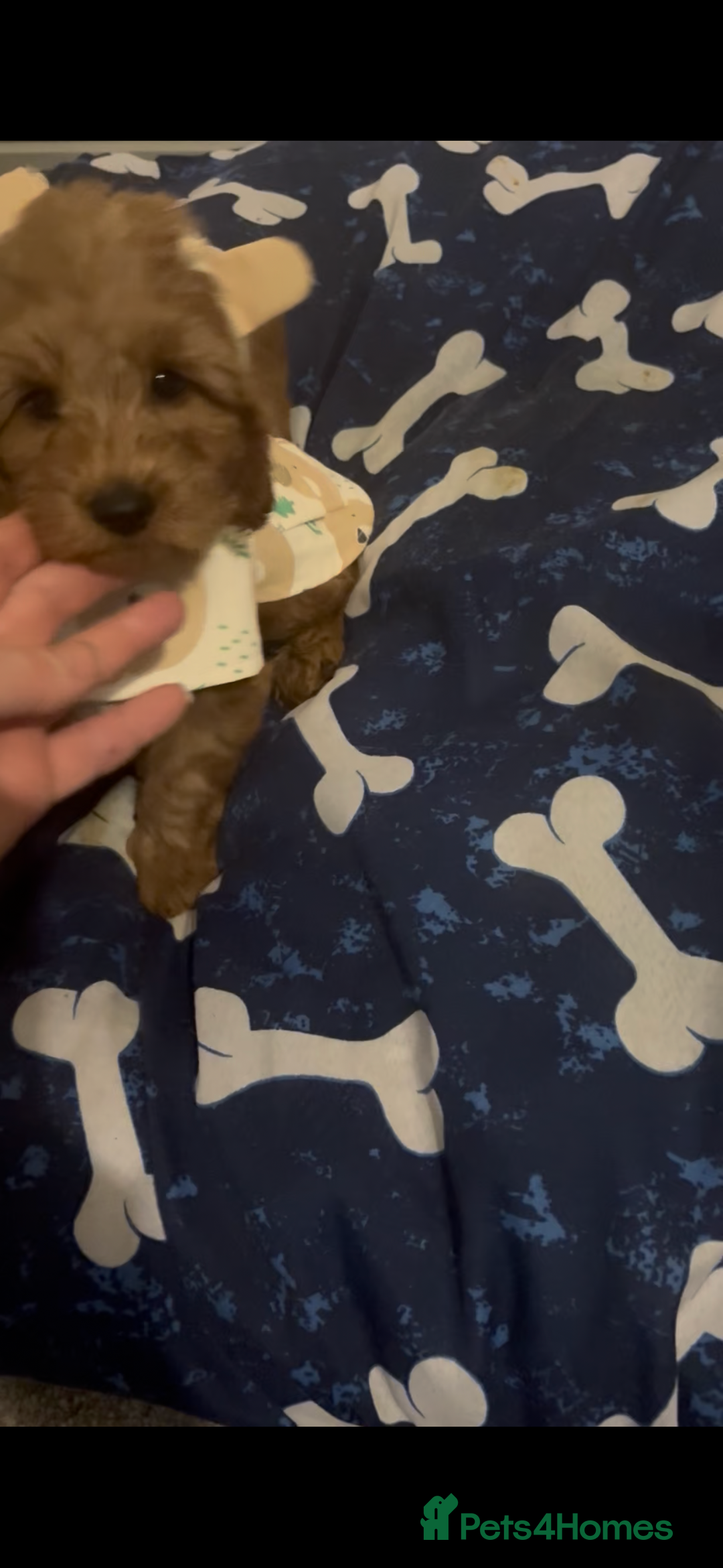 Cockapoo dogs for sale: Cockapoo F1b Male - Advert 5