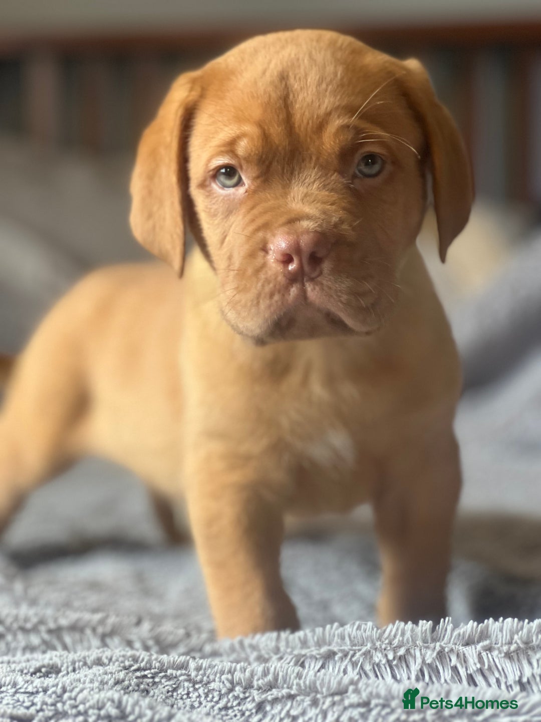 Dogue De Bordeaux dogs for sale: Kc registered Dogue de bordeaux puppies  - Image 31