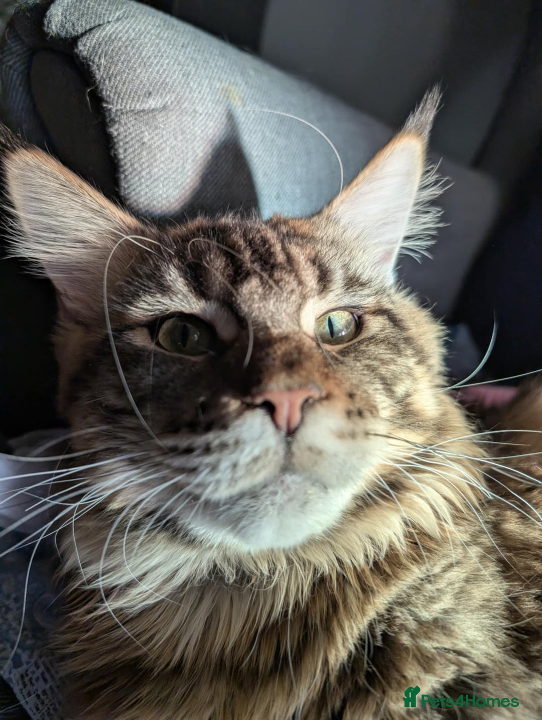 Maine Coon cats for sale: Active Maine Coon Tabby Boy Available  - Advert 9