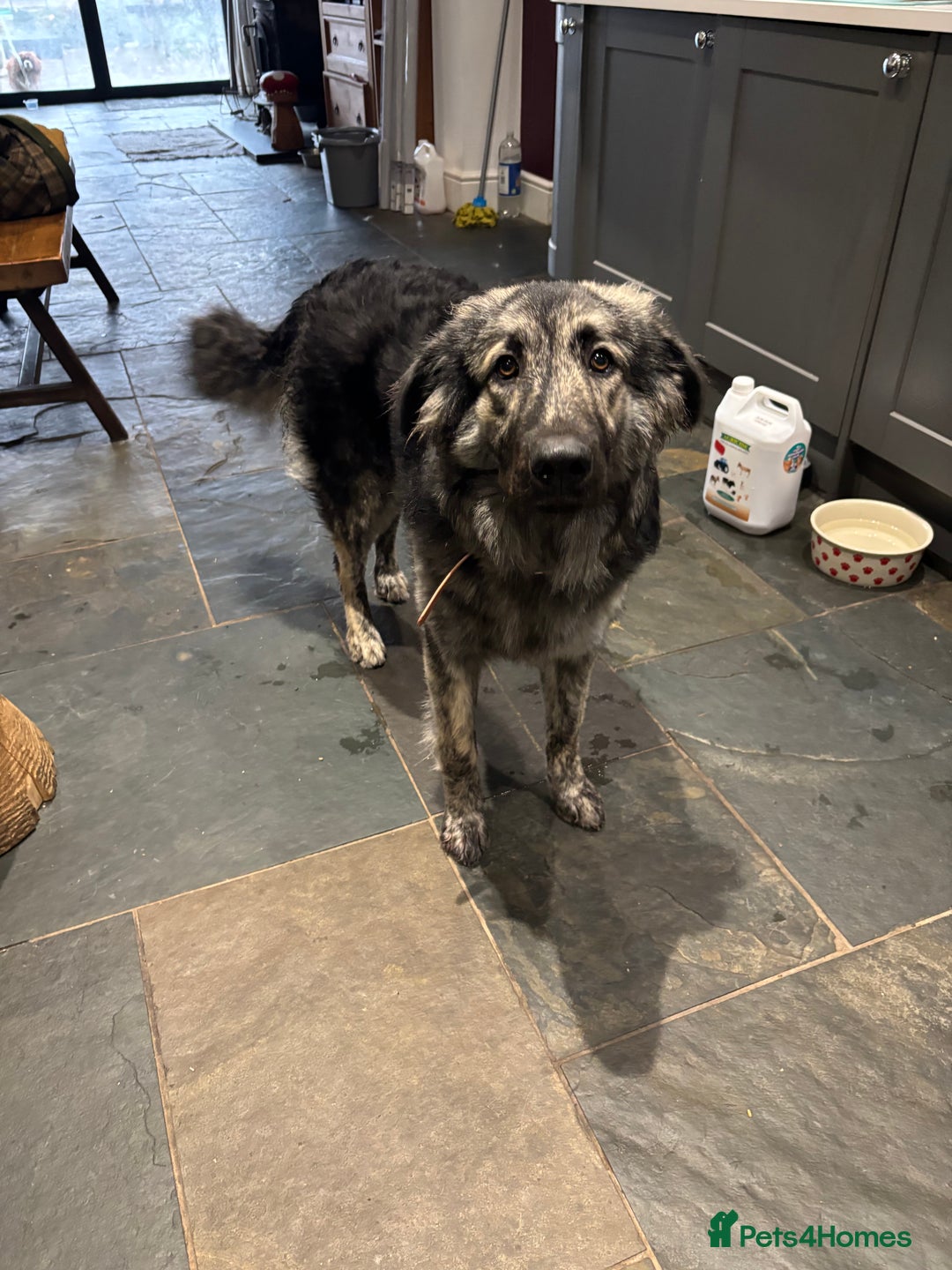 Mixed Breed dogs for sale: Female Caucasian x Swiss - Advert 3