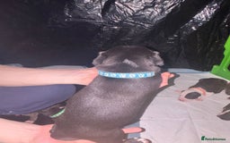 Mixed Breed dogs for sale: American bull staff - Image 16