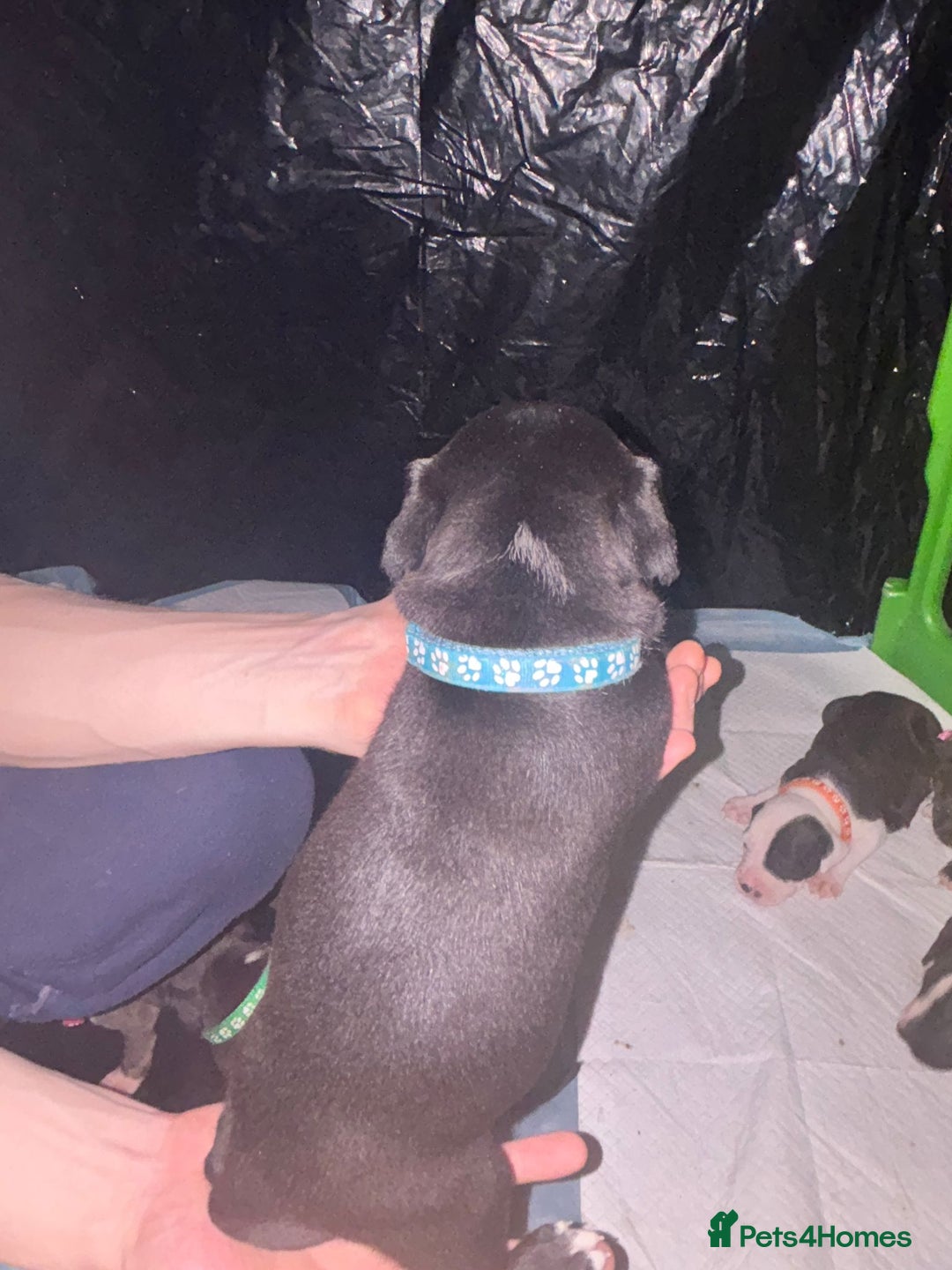 Mixed Breed dogs for sale: American bull staff - Image 16