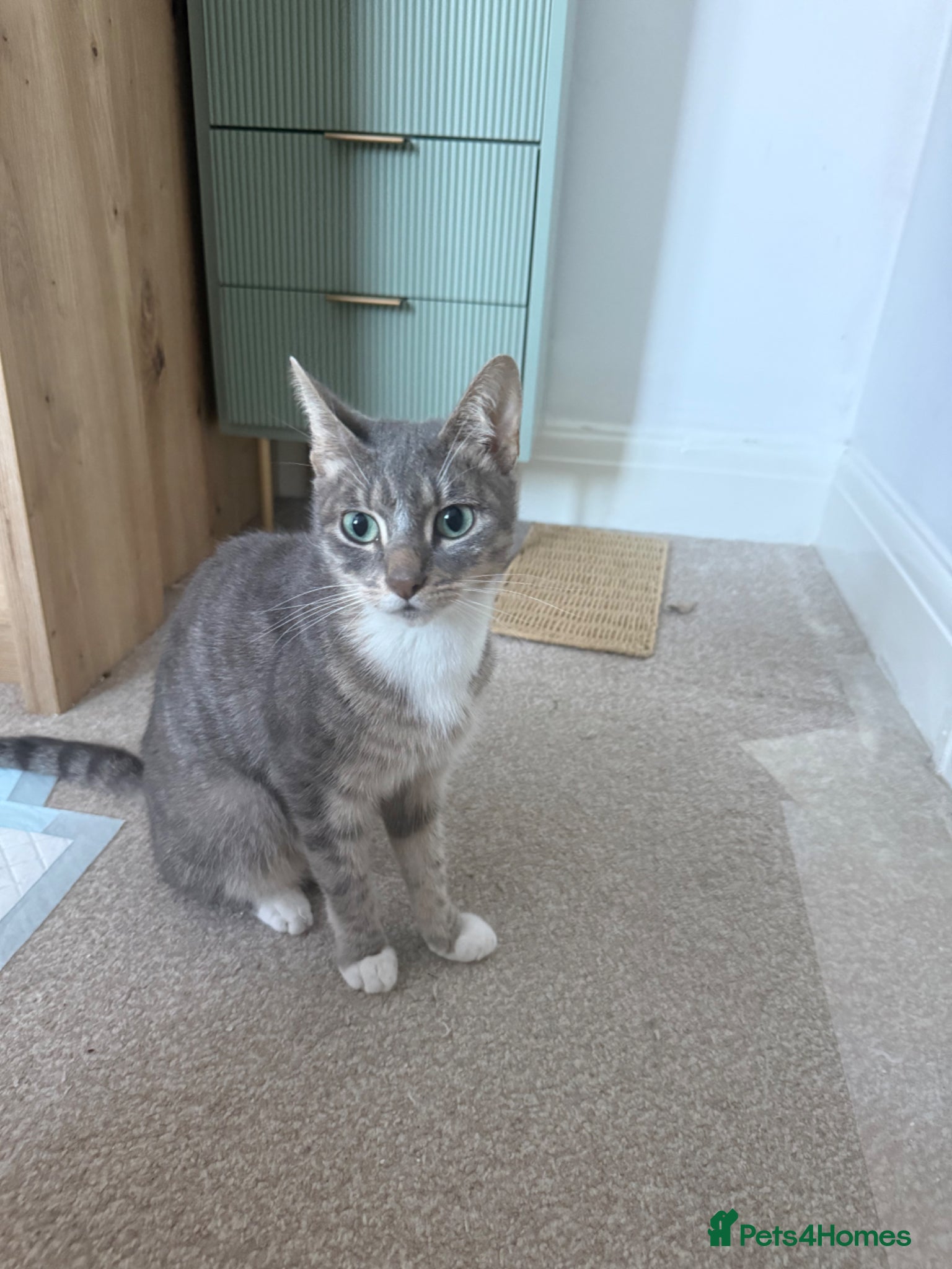 Mixed Breed cats Grey Tabby Mix - Advert 1